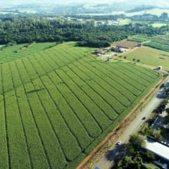 vista aérea do hub de inovação AgNest, em Jaguariúna, SP,