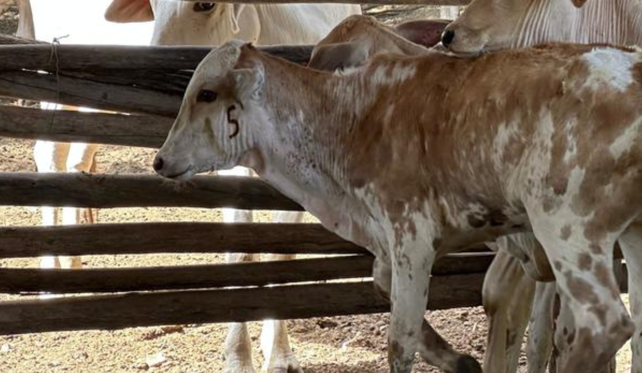 O estado de Minas Gerais registrou, na última segunda-feira (22), mais de 1,3 milhão de bezerras vacinadas contra brucelose