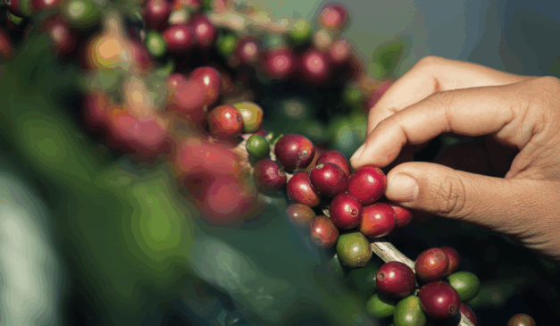 Conheça a Veroo, clube de cafés especiais por assinatura