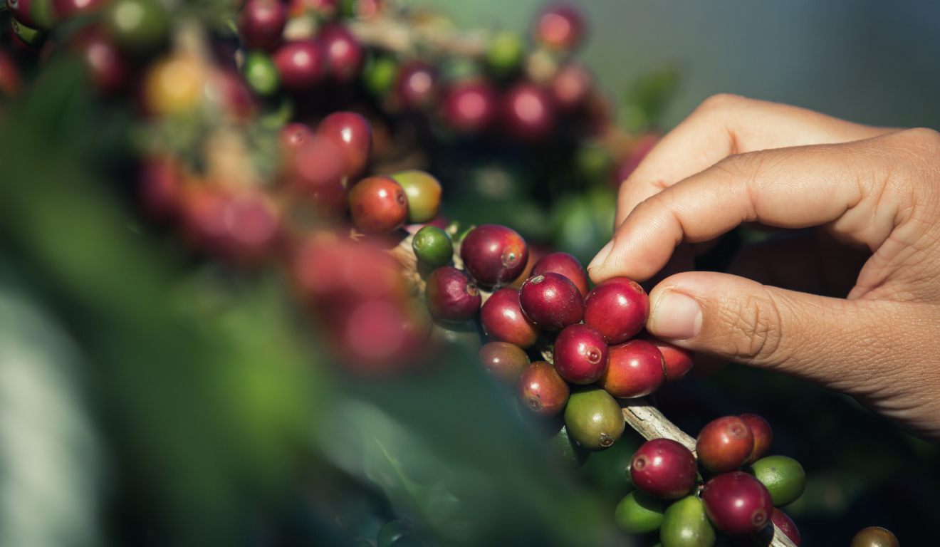 Conheça a Veroo, clube de cafés especiais por assinatura