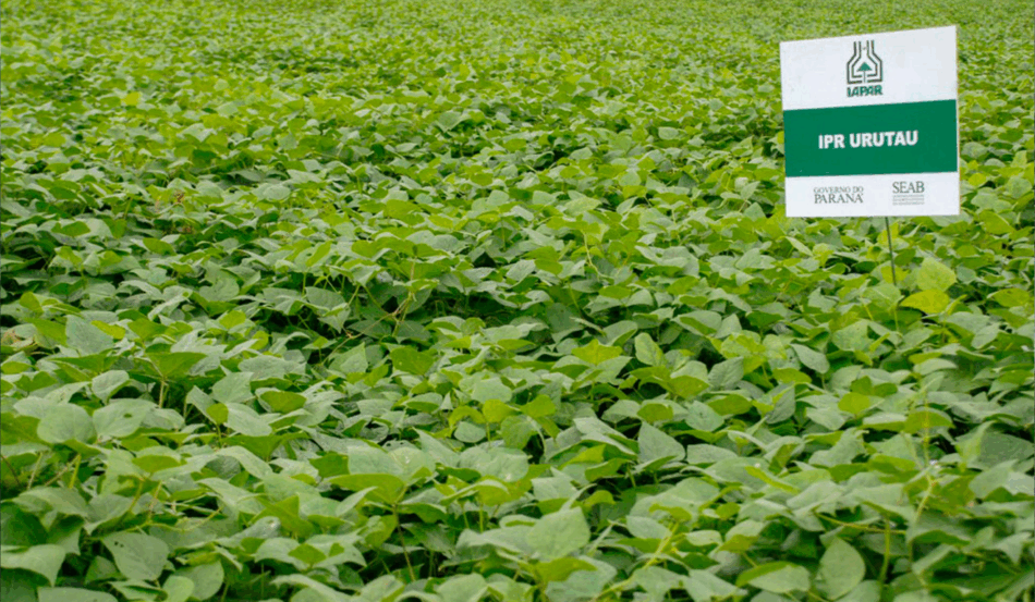 A cultivar de feijão preto IPR Urutau, criada pelo Instituto de Desenvolvimento Rural do Paraná (IDR-Paraná), ganhou destaque no Congresso de Sementes das Américas, em Foz do Iguaçu, evento internacional