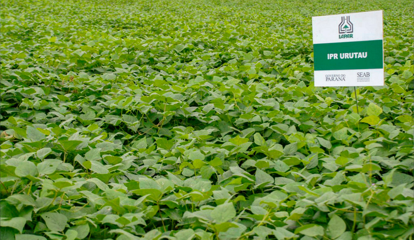 A cultivar de feijão preto IPR Urutau, criada pelo Instituto de Desenvolvimento Rural do Paraná (IDR-Paraná), ganhou destaque no Congresso de Sementes das Américas, em Foz do Iguaçu, evento internacional