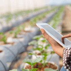 A Embrapa conduz, com parceiros, um projeto de inclusão digital para pequenos e médios produtores rurais, chamado de Semear Digital
