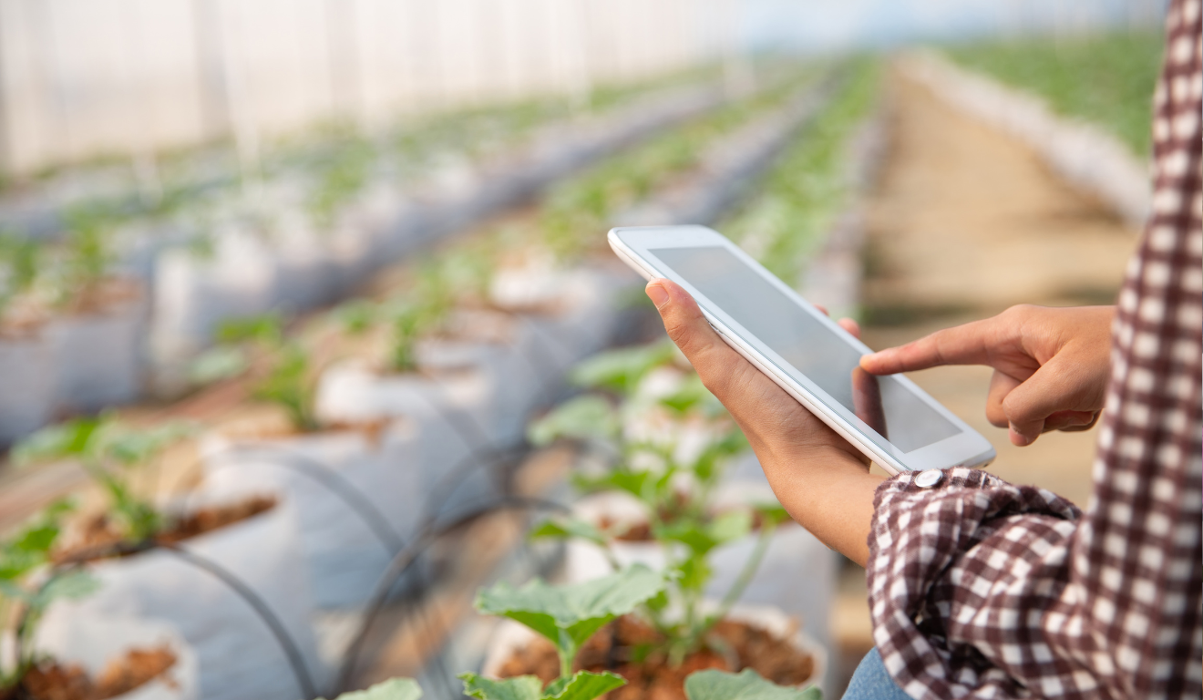 A Embrapa conduz, com parceiros, um projeto de inclusão digital para pequenos e médios produtores rurais, chamado de Semear Digital