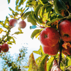 O Ministério da Agricultura e Pecuária (Mapa) publicou, ontem (24), a Portaria SDA/Mapa nº 1.369/25, que lança o Plano Nacional de Prevenção e Vigilância de Cydia pomonella (traça-da-maçã)