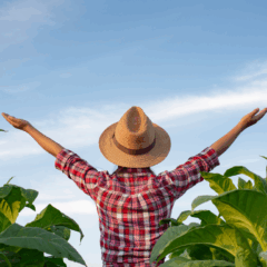 A safra de verão é considerada a mais relevante para a produção agrícola brasileira, representando grande parte do abastecimento interno e das exportações
