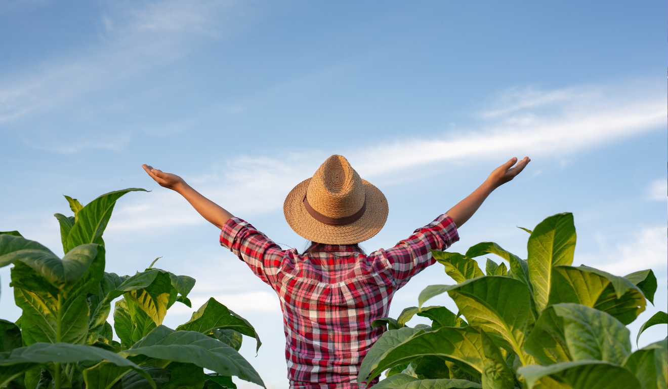 A safra de verão é considerada a mais relevante para a produção agrícola brasileira, representando grande parte do abastecimento interno e das exportações