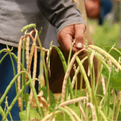 A Secretaria de Desenvolvimento Agropecuário e da Pesca do Pará (Sedap) trabalha na criação de um programa de sementes melhoradas de feijão-de-corda no estado