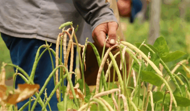 A Secretaria de Desenvolvimento Agropecuário e da Pesca do Pará (Sedap) trabalha na criação de um programa de sementes melhoradas de feijão-de-corda no estado