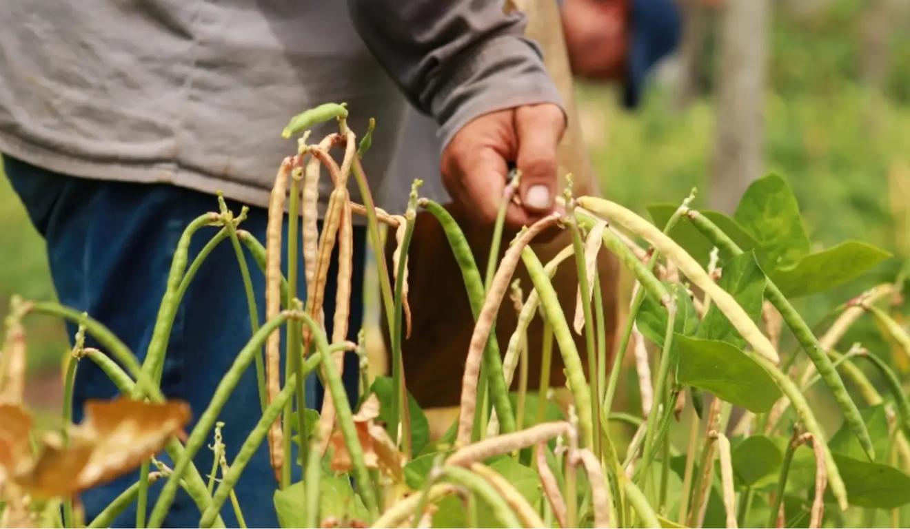 A Secretaria de Desenvolvimento Agropecuário e da Pesca do Pará (Sedap) trabalha na criação de um programa de sementes melhoradas de feijão-de-corda no estado A Secretaria de Desenvolvimento Agropecuário e da Pesca do Pará (Sedap) trabalha na criação de um programa de sementes melhoradas de feijão-de-corda no estado