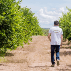 O Governo do Tocantins, através da Agência de Defesa Agropecuária (Adapec), realiza o 2º monitoramento semestral de pragas quarentenárias da fruticultura