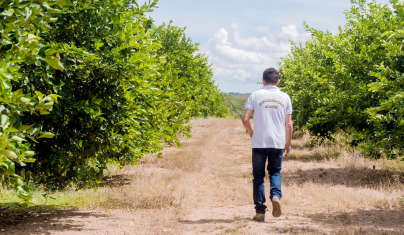 O Governo do Tocantins, através da Agência de Defesa Agropecuária (Adapec), realiza o 2º monitoramento semestral de pragas quarentenárias da fruticultura