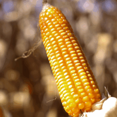 Fonte: CNA (Tony Oliveira)