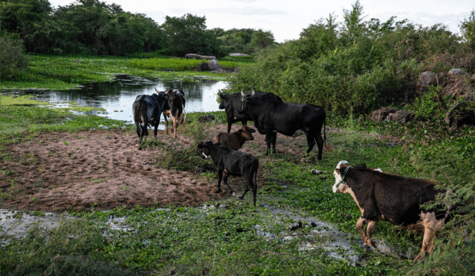 O Governo do Rio Grande do Norte decretou, no dia 1º de outubro, o estado de emergência para a seca na região