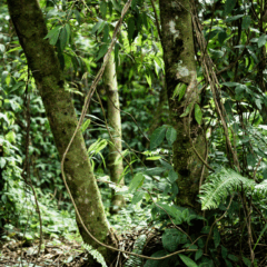 O Brasil é um dos países com maior diversidade ambiental do planeta. A nação conta com seis biomas: Amazônia, Cerrado, Mata Atlântica, Caatinga, Pantanal e Pampa, que formam um mosaico de ecossistemas com climas, solos e vegetações distintos, os quais influenciam diretamente o modo como a agricultura se desenvolve em cada região