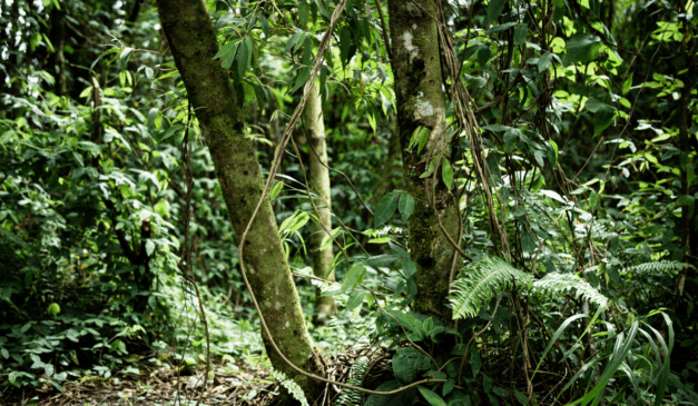 O Brasil é um dos países com maior diversidade ambiental do planeta. A nação conta com seis biomas: Amazônia, Cerrado, Mata Atlântica, Caatinga, Pantanal e Pampa, que formam um mosaico de ecossistemas com climas, solos e vegetações distintos, os quais influenciam diretamente o modo como a agricultura se desenvolve em cada região