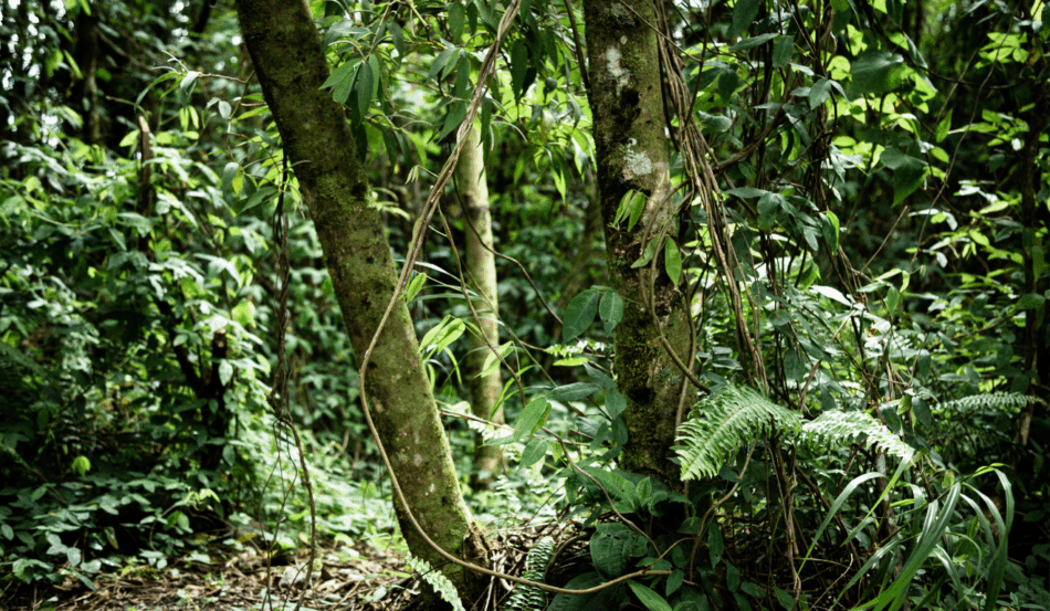 O Brasil é um dos países com maior diversidade ambiental do planeta. A nação conta com seis biomas: Amazônia, Cerrado, Mata Atlântica, Caatinga, Pantanal e Pampa, que formam um mosaico de ecossistemas com climas, solos e vegetações distintos, os quais influenciam diretamente o modo como a agricultura se desenvolve em cada região O Brasil é um dos países com maior diversidade ambiental do planeta. A nação conta com seis biomas: Amazônia, Cerrado, Mata Atlântica, Caatinga, Pantanal e Pampa, que formam um mosaico de ecossistemas com climas, solos e vegetações distintos, os quais influenciam diretamente o modo como a agricultura se desenvolve em cada região