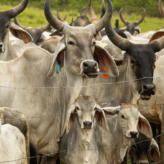Câmara aprova projeto para prevenir eventos extremos no campo, com enfoque na agropecuária.