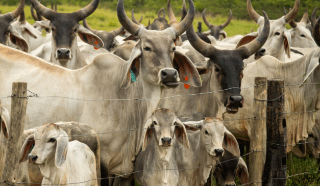 Câmara aprova projeto para prevenir eventos extremos no campo, com enfoque na agropecuária.