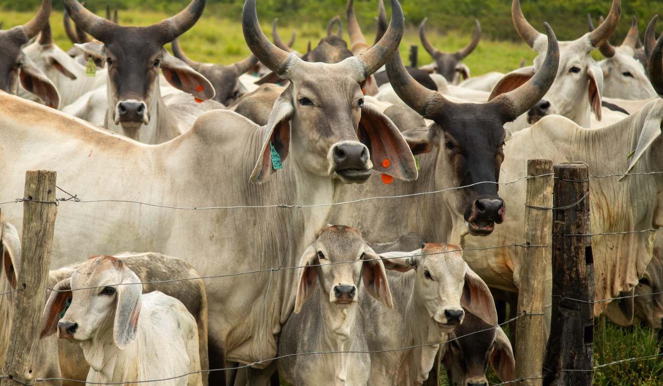 Comissão aprova projeto para prevenir mudanças climáticas no campo