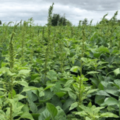O avanço das espécies Amaranthus hybridus (caruru-roxo) e Amaranthus palmeri (caruru-palmeri) nas lavouras brasileiras acendeu o alerta de produtores e pesquisadores com o manejo de plantas daninhas