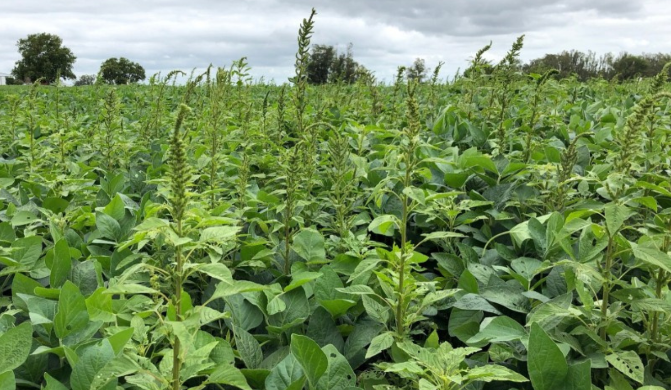 O avanço das espécies Amaranthus hybridus (caruru-roxo) e Amaranthus palmeri (caruru-palmeri) nas lavouras brasileiras acendeu o alerta de produtores e pesquisadores com o manejo de plantas daninhas O avanço das espécies Amaranthus hybridus (caruru-roxo) e Amaranthus palmeri (caruru-palmeri) nas lavouras brasileiras acendeu o alerta de produtores e pesquisadores com o manejo de plantas daninhas