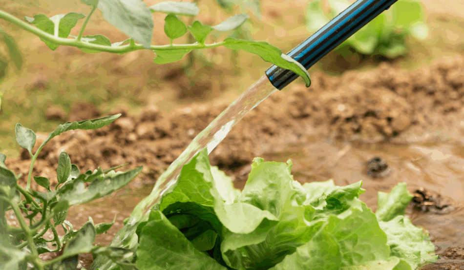 A água é um elemento vital para a vida humana. No campo, não é diferente. Sem ela, não há germinação de sementes, crescimento de plantas ou colheita farta. No entanto, não basta apenas “ter água”; é preciso entender como funciona o ciclo da água