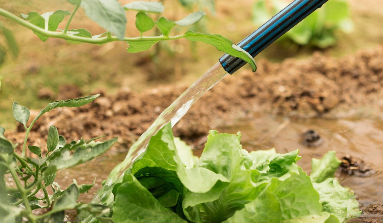 A água é um elemento vital para a vida humana. No campo, não é diferente. Sem ela, não há germinação de sementes, crescimento de plantas ou colheita farta. No entanto, não basta apenas “ter água”; é preciso entender como funciona o ciclo da água