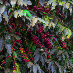 O Governo de Minas Gerais divulga a programação do Circuito Mineiro do Café em novembro.