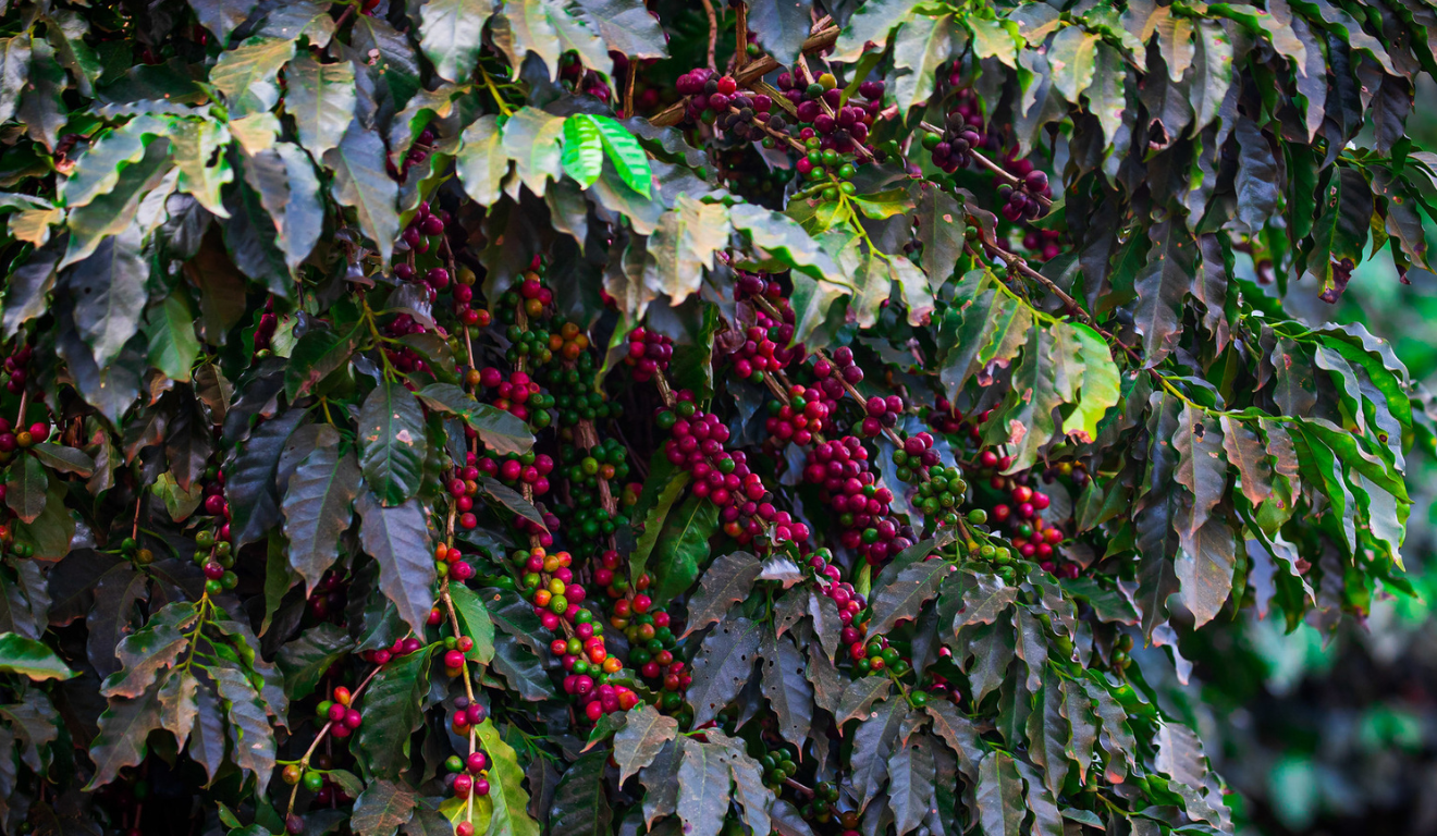 O Governo de Minas Gerais divulga a programação do Circuito Mineiro do Café em novembro. O Governo de Minas Gerais divulga a programação do Circuito Mineiro do Café em novembro.