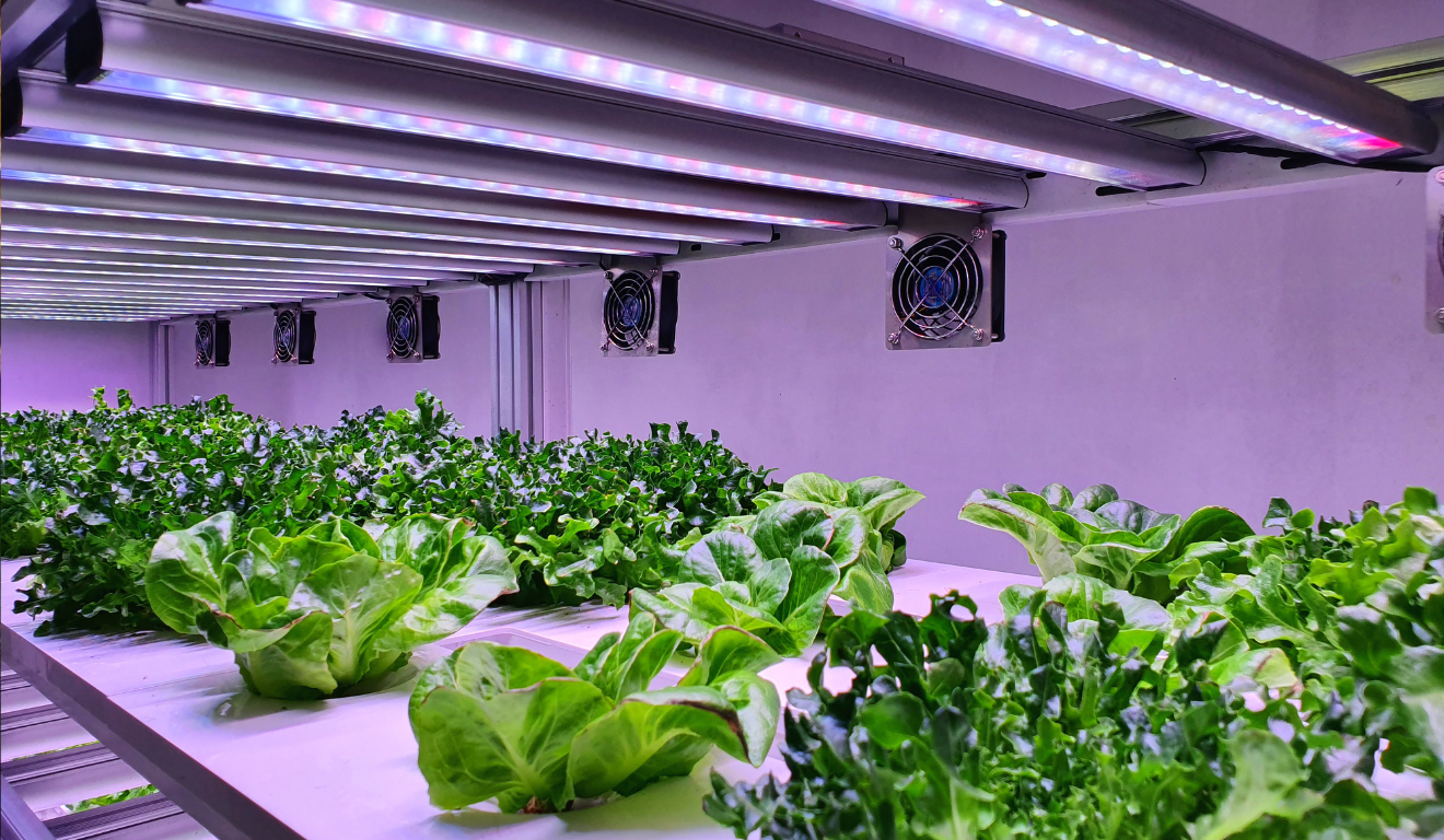O cultivo indoor (“interior”, traduzido) também chamado de agricultura indoor ou produção em ambiente controlado, é uma técnica realizada em locais fechados, como estufas, galpões ou até em ambientes residenciais adaptados O cultivo indoor (“interior”, traduzido) também chamado de agricultura indoor ou produção em ambiente controlado, é uma técnica realizada em locais fechados, como estufas, galpões ou até em ambientes residenciais adaptados