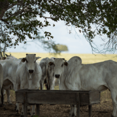 Emater Goiás promove Feira Pró-Genética