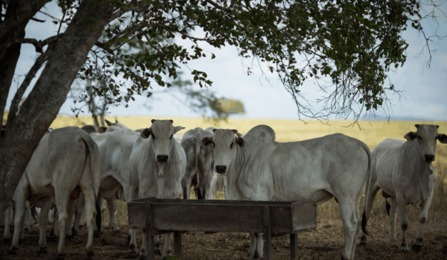 Emater Goiás promove Feira Pró-Genética