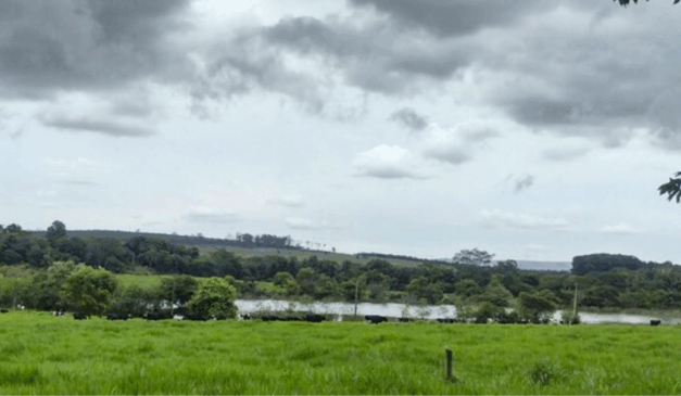 A Empresa de Pesquisa Agropecuária de Minas Gerais (Epamig) reforça a importância do planejamento forrageiro, conjunto de ações que garante alimento suficiente e de qualidade para o rebanho durante a entressafra.