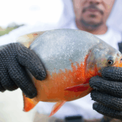 O IV Seminário Piauiense de Aquicultura reforçou a importância da capacitação técnica, do cooperativismo e da inovação no mercado do peixe.