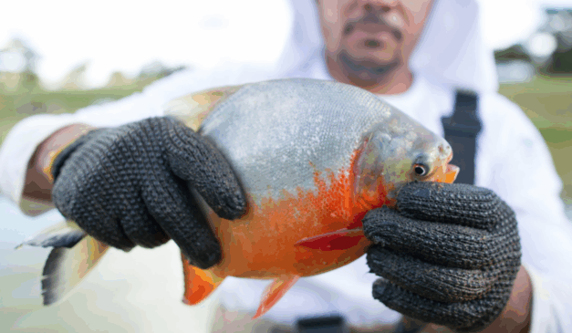 O IV Seminário Piauiense de Aquicultura reforçou a importância da capacitação técnica, do cooperativismo e da inovação no mercado do peixe.
