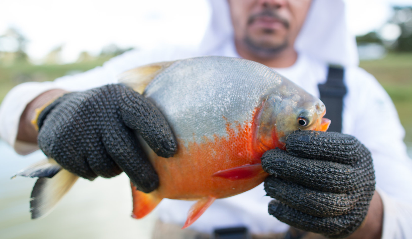 O IV Seminário Piauiense de Aquicultura reforçou a importância da capacitação técnica, do cooperativismo e da inovação no mercado do peixe. O IV Seminário Piauiense de Aquicultura reforçou a importância da capacitação técnica, do cooperativismo e da inovação no mercado do peixe.