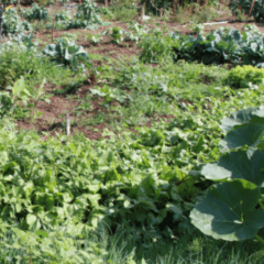 A técnica de horta circular está sendo difundida em diferentes regiões de Minas Gerais pela Empresa de Pesquisa Agropecuária de Minas Gerais (Epamig)