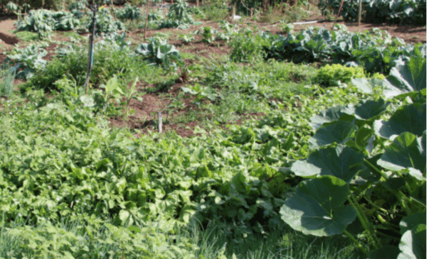 A técnica de horta circular está sendo difundida em diferentes regiões de Minas Gerais pela Empresa de Pesquisa Agropecuária de Minas Gerais (Epamig)