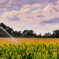 Apesar do avanço tecnológico da irrigação, o estudo mostra que falta de infraestrutura limita a agricultura de precisão no país