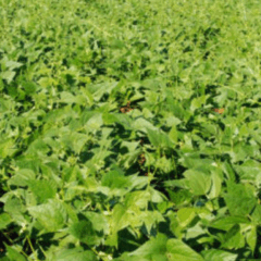 O Governo de Minas Gerais, através do Instituto Mineiro de Agropecuária (IMA), alerta produtores sobre a importância do vazio sanitário do feijão