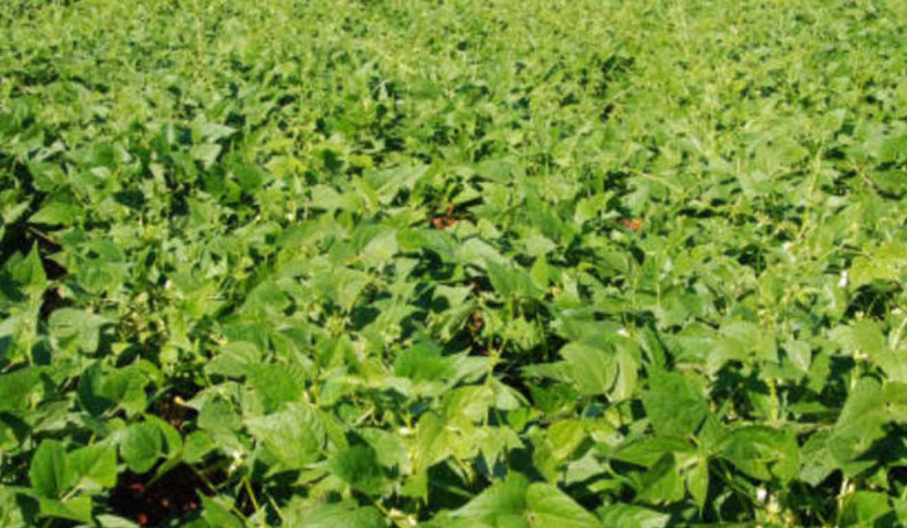 O Governo de Minas Gerais, através do Instituto Mineiro de Agropecuária (IMA), alerta produtores sobre a importância do vazio sanitário do feijão