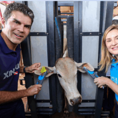 O Governo do Pará, através da Agência de Defesa Agropecuária (Adepará), apresentou o crescimento do Programa Pecuária Sustentável no evento “Alianças e Caminhos: Diálogos para a COP30”