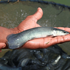 Pesquisadores da Embrapa Pesca e Aquicultura (TO) descobriram que cápsulas de alho comercializadas em farmácias são eficazes no combate a parasitas que atacam alevinos de pirarucu (Arapaima gigas). A nova alternativa natural pode reduzir perdas na produção e melhorar o bem-estar dos peixes em criadouros.