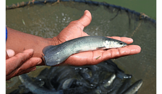 Pesquisadores da Embrapa Pesca e Aquicultura (TO) descobriram que cápsulas de alho comercializadas em farmácias são eficazes no combate a parasitas que atacam alevinos de pirarucu (Arapaima gigas). A nova alternativa natural pode reduzir perdas na produção e melhorar o bem-estar dos peixes em criadouros.