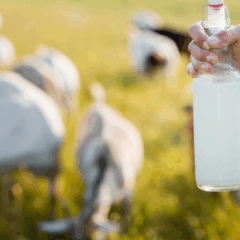 Conforme levantado pelo Centro de Estudos Avançados em Economia Aplicada (Cepea Esalq/USP), o preço do leite cru recuou 4,2% em setembro