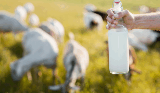 Conforme levantado pelo Centro de Estudos Avançados em Economia Aplicada (Cepea Esalq/USP), o preço do leite cru recuou 4,2% em setembro Conforme levantado pelo Centro de Estudos Avançados em Economia Aplicada (Cepea Esalq/USP), o preço do leite cru recuou 4,2% em setembro