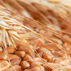 Preço da cotação do trigo é pressionado por alta produtividade