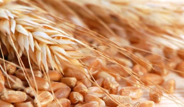 Preço da cotação do trigo é pressionado por alta produtividade