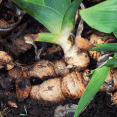 O que antes era sobra da produção agrícola agora se transforma em energia limpa. Pesquisadores da Universidade Federal de Lavras (UFLA) desenvolvem tecnologias para converter resíduos agroflorestais, como casca de café e serragem, em biocombustíveis sólidos